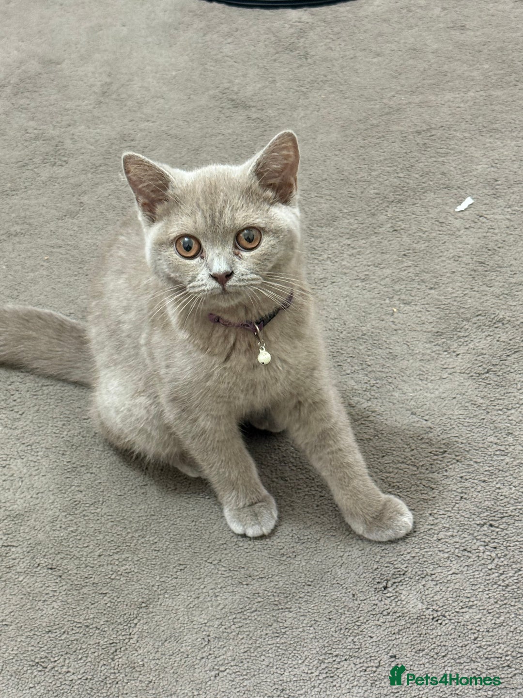 British Shorthair cats for sale: British short hair cats - Image 2