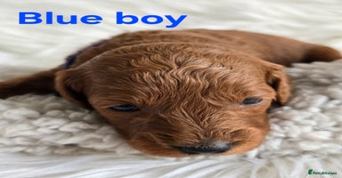 Cavapoo dogs - Advert 7