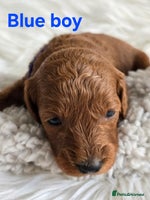 Cavapoo dogs - Advert 7