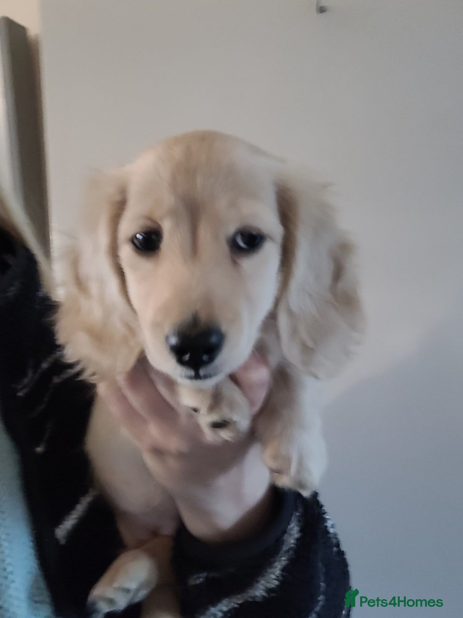 Miniature Dachshund dogs KC long haired cream female mini dax - Advert 1