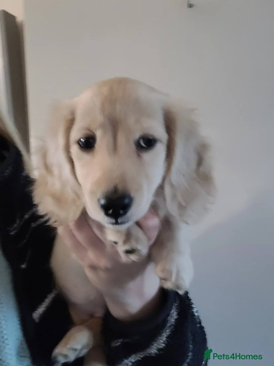 Miniature Dachshund dogs for sale: KC long haired cream female mini dax - Advert 1