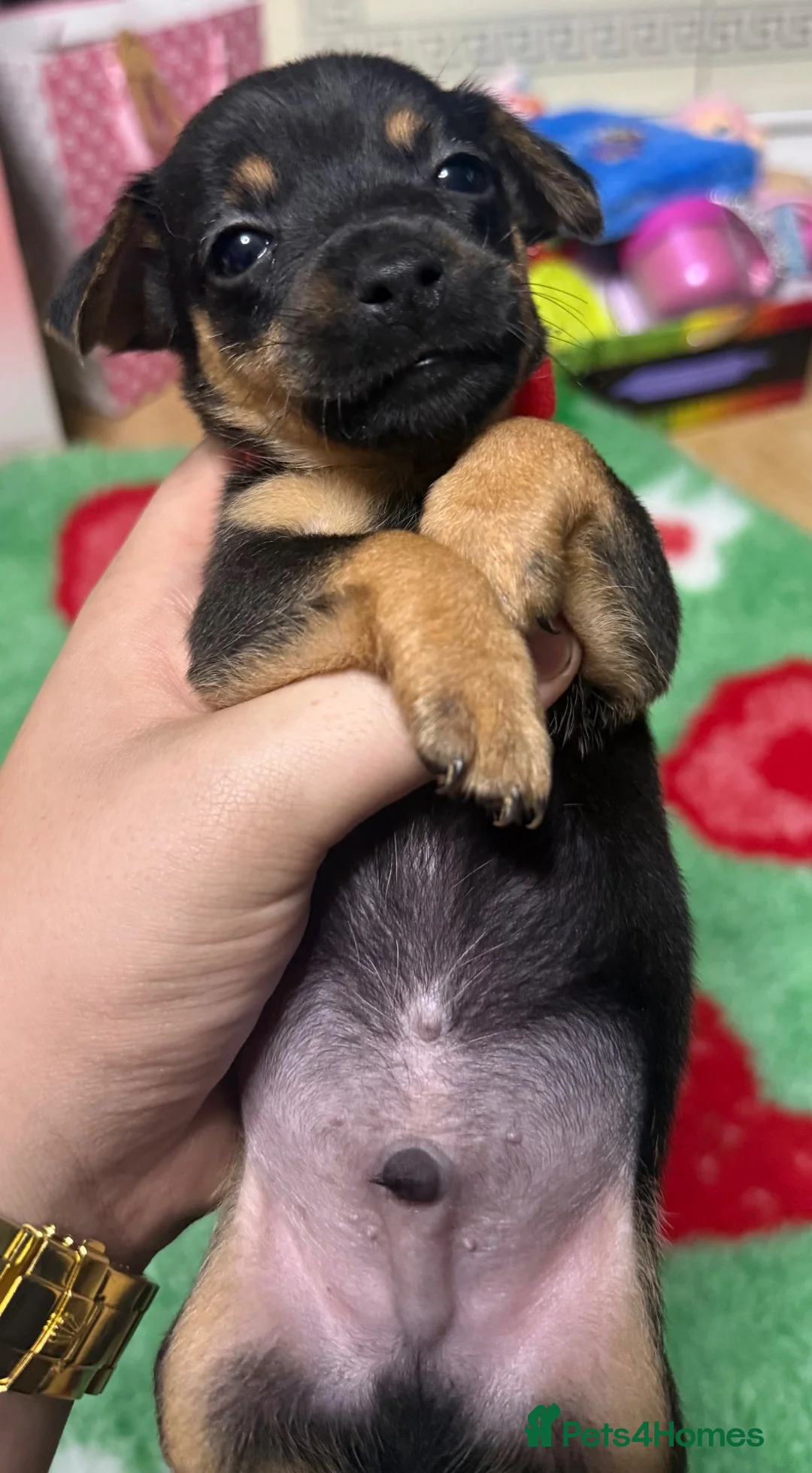 Jack Russell dogs for sale: Jack Russell’s - Advert 2