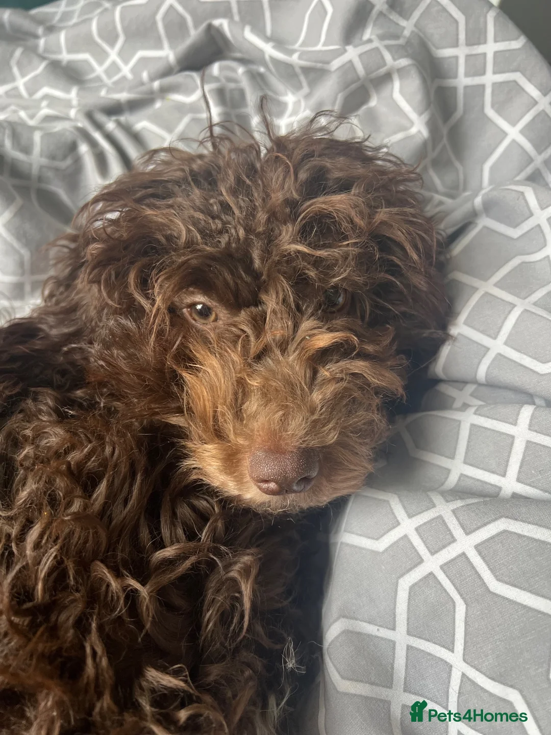 Cockapoo dogs for sale: Luna 2 years - Advert 8
