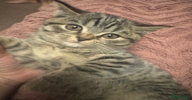 British Shorthair cats - Advert 2