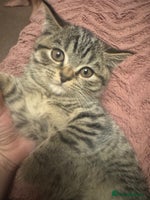 British Shorthair cats - Advert 2