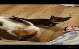 Mixed Breed cats for sale: Beautiful black and white kittens  - Image 4