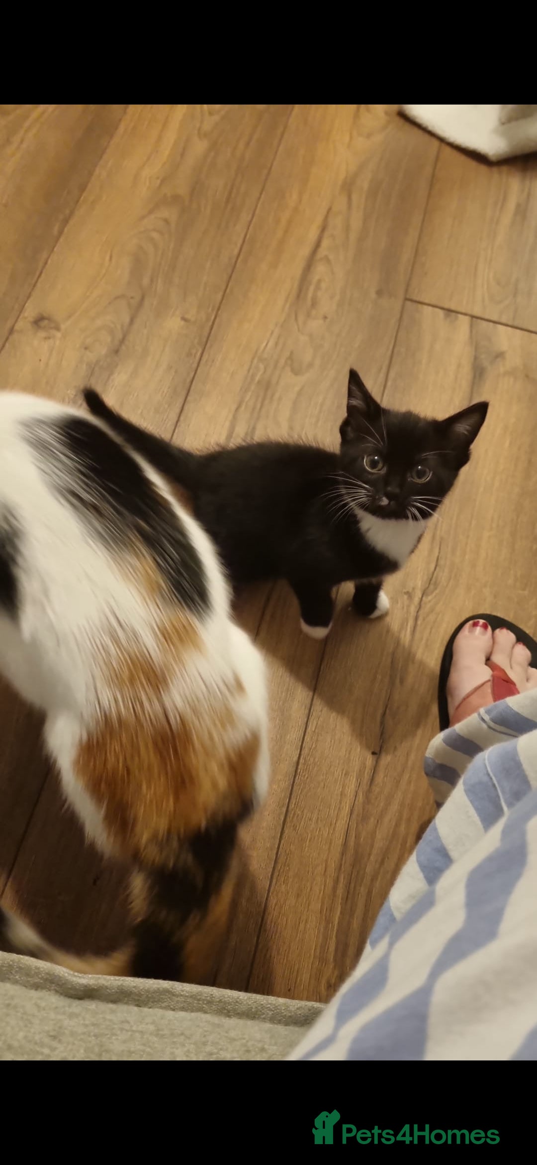 Mixed Breed cats for sale: Beautiful black and white kittens  - Image 4