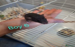 Rat rodents for sale: Baby Dumbo Rats  - Advert 6