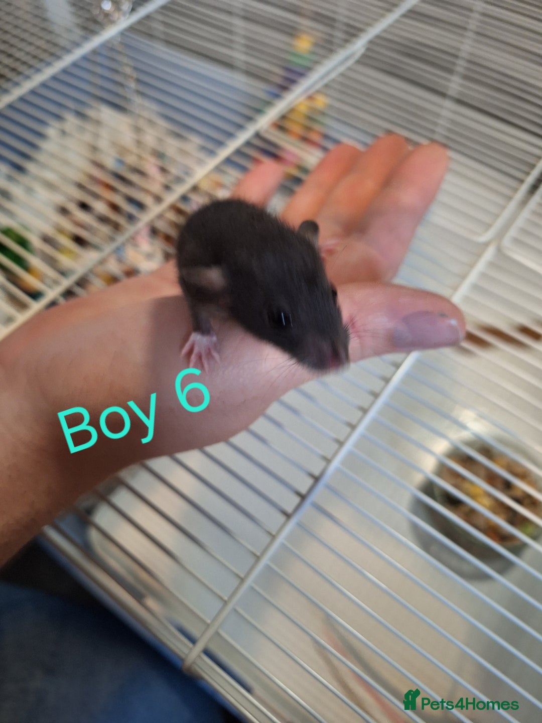 Rat rodents for sale: Baby Dumbo Rats  - Advert 6