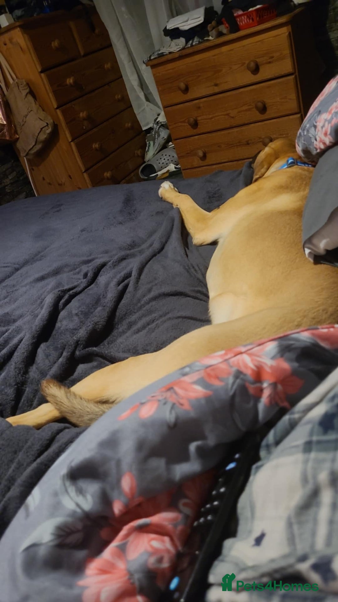 Mixed Breed dogs for adoption: Zach – 10 months old, Male, Mixed Breed Pup - Advert 8