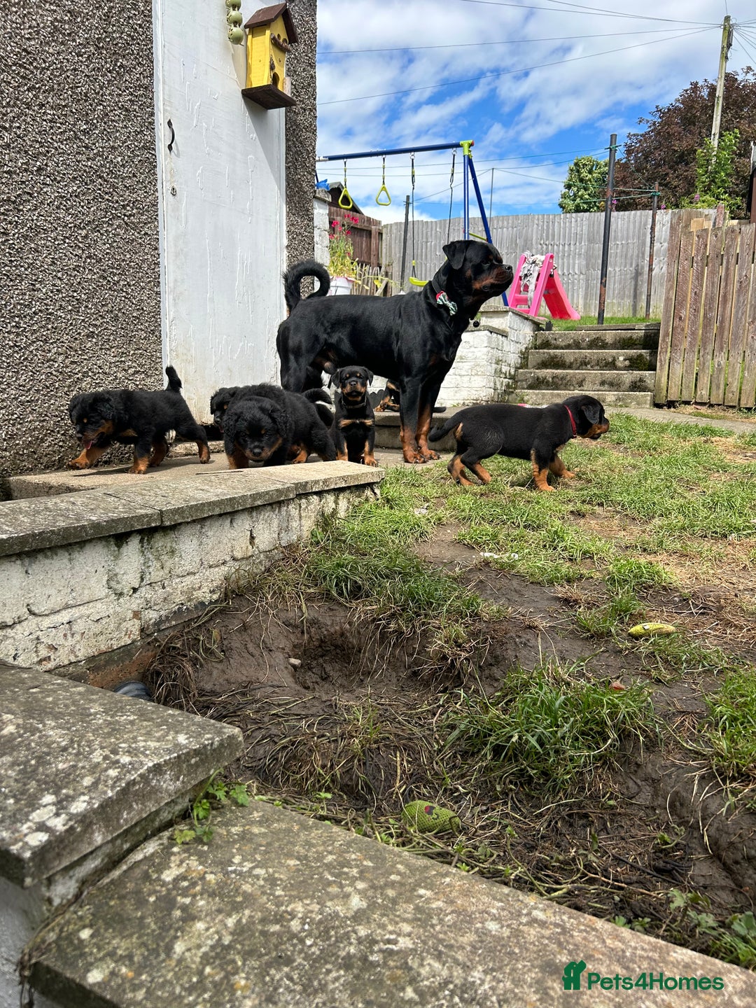 Rottweiler dogs for sale: *** Pedigree Rottweilers due 4th dec*** - Advert 14