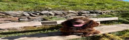 Cocker Spaniel dogs for sale: Gorgeous Fig Looking For Family Home - Advert 6