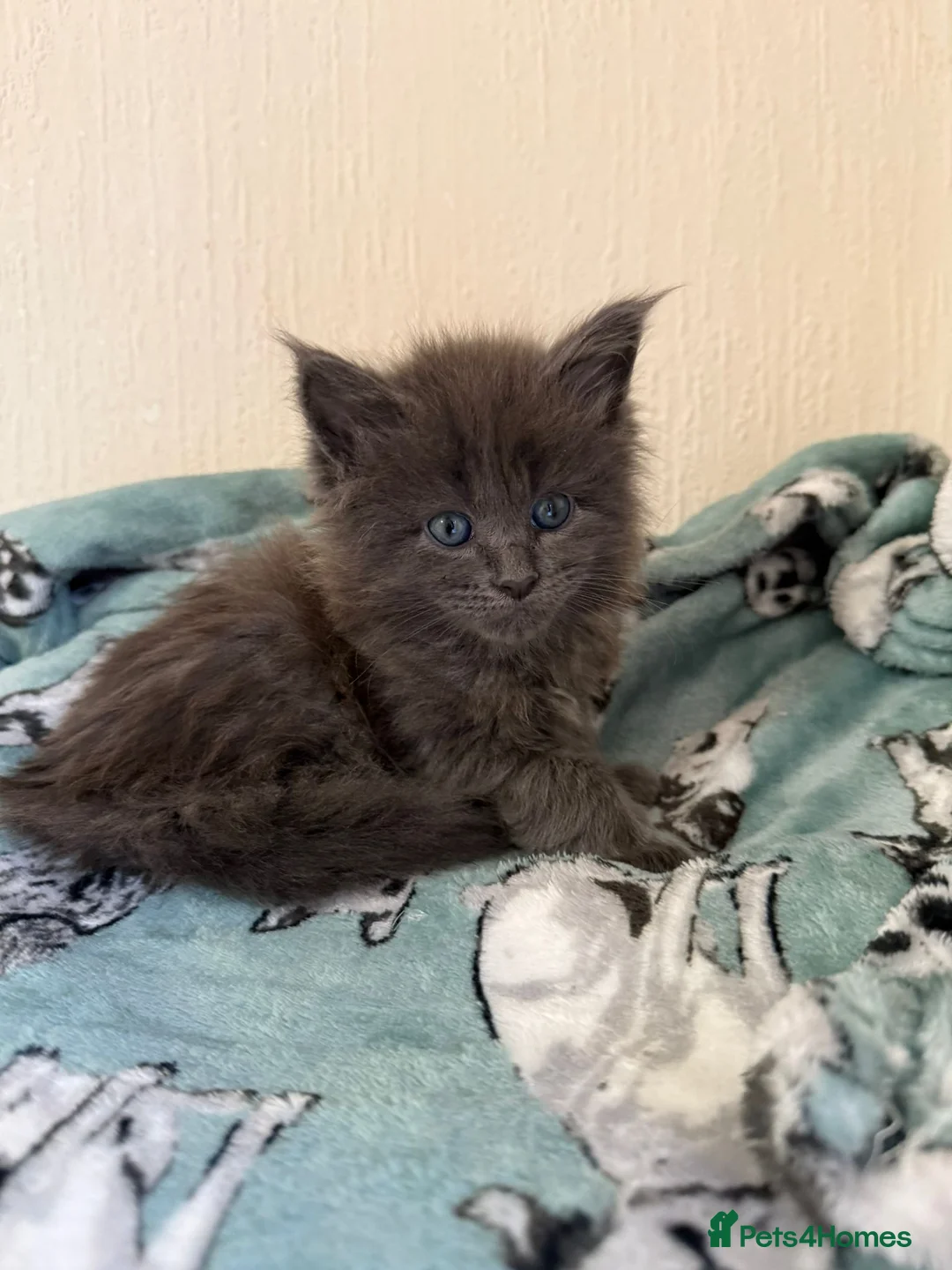 Maine Coon cats for sale: Pedigree Tica Russian Import line Maine Coons - Advert 10