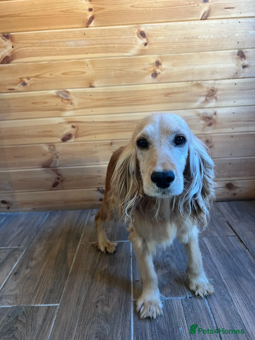 Cockapoo dogs for sale: Cockerpoo - Advert 1