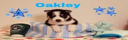Siberian Husky dogs for sale: Pedigree husky puppies  in Clacton-on-Sea - Advert 9