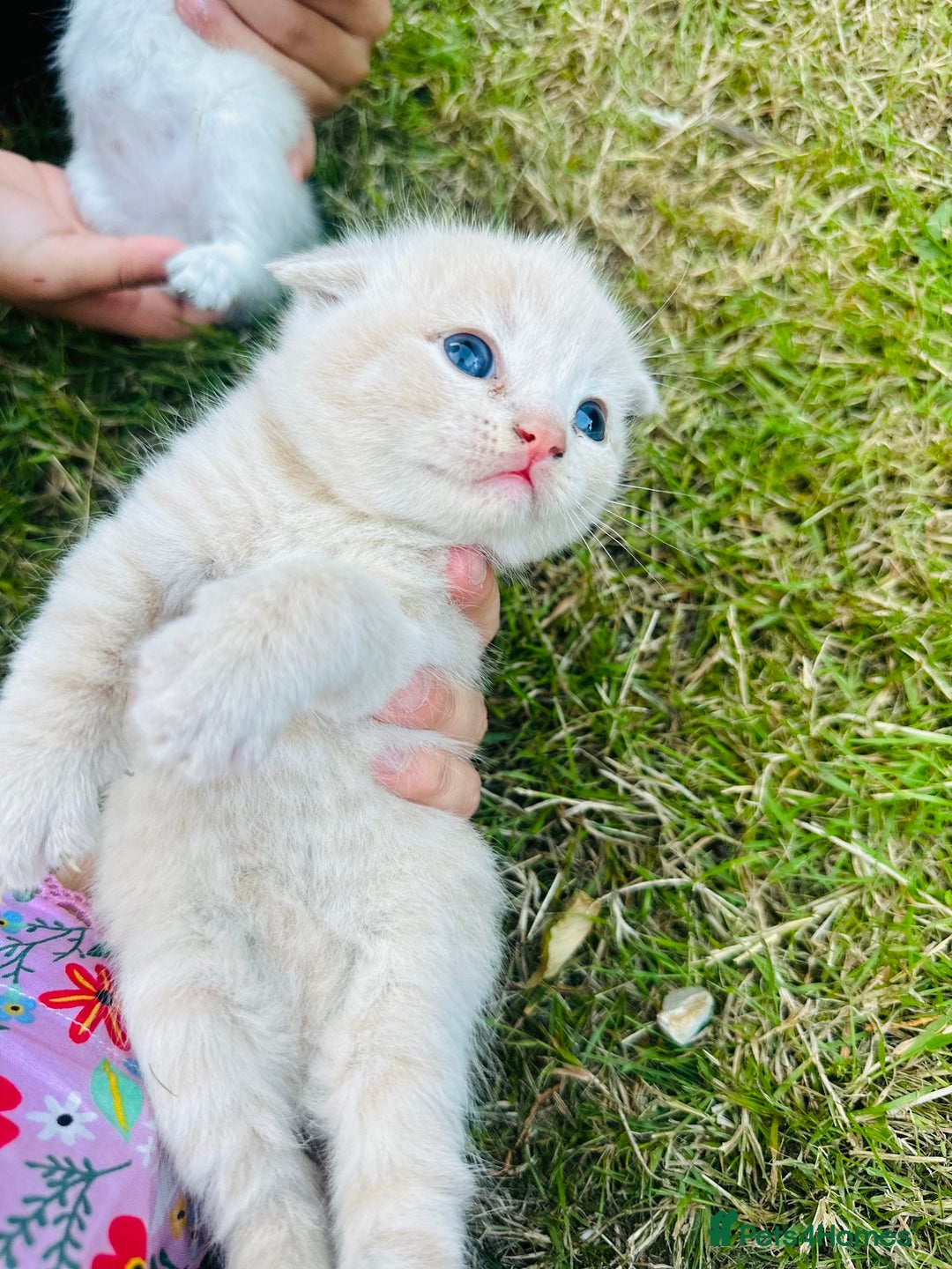 Scottish Fold cats for sale: Adorable Kittens Looking for Their Forever Homes🐾 - Image 15