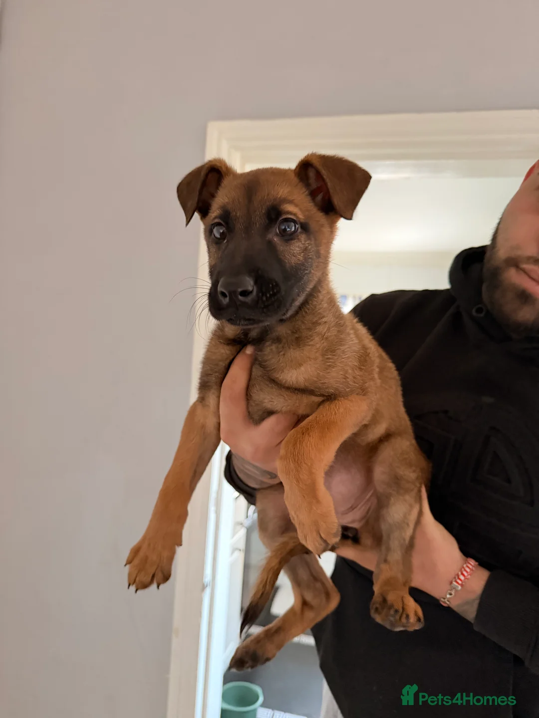 Belgian Shepherd Dog dogs for sale: Belgium malinois puppy - Advert 3