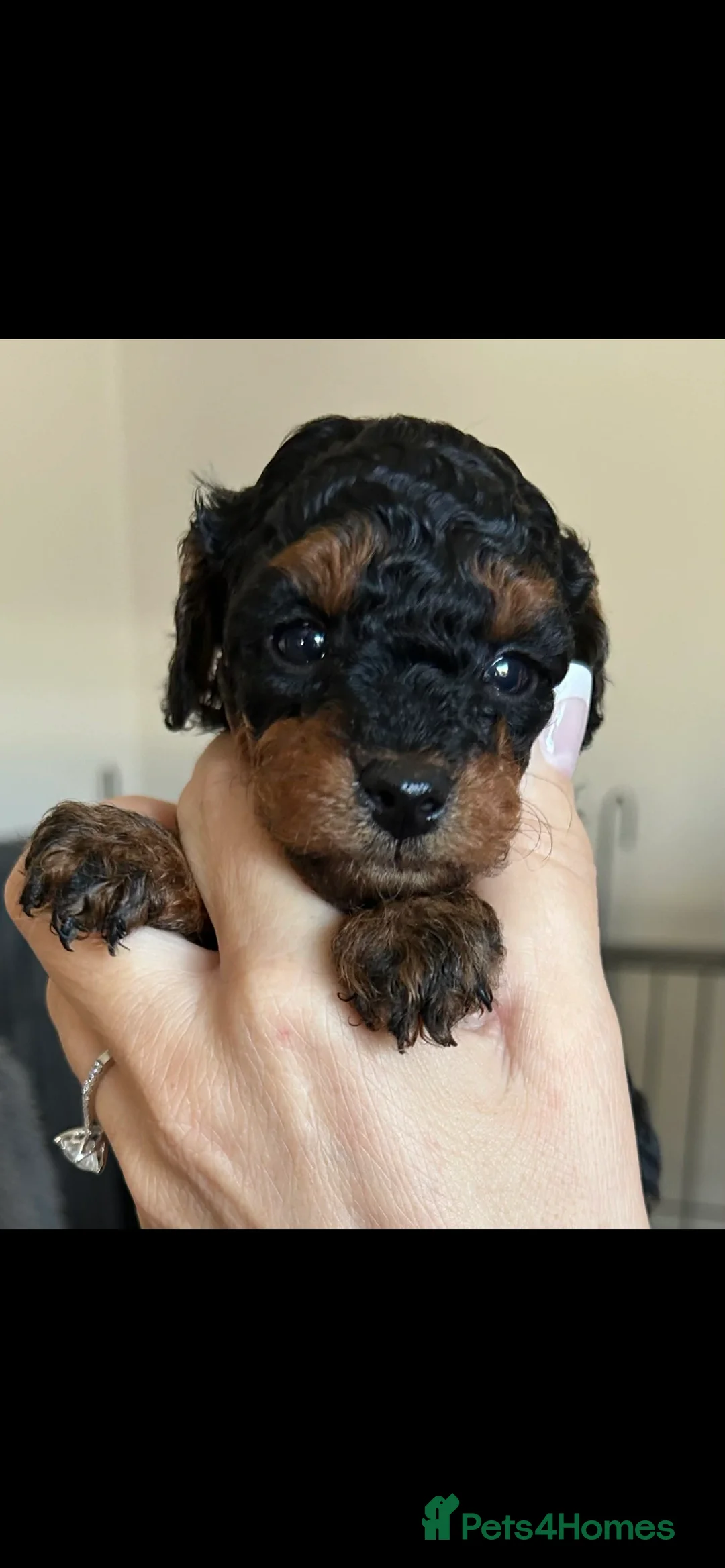 Toy Poodle dogs for sale: Outstanding toy poodles  - Advert 4