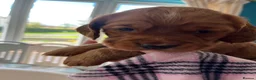 Cocker Spaniel dogs for sale: Adorable cocker Spaniel Puppy - Advert 10