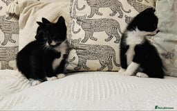 Mixed Breed cats for sale: Kittens  - Image 14