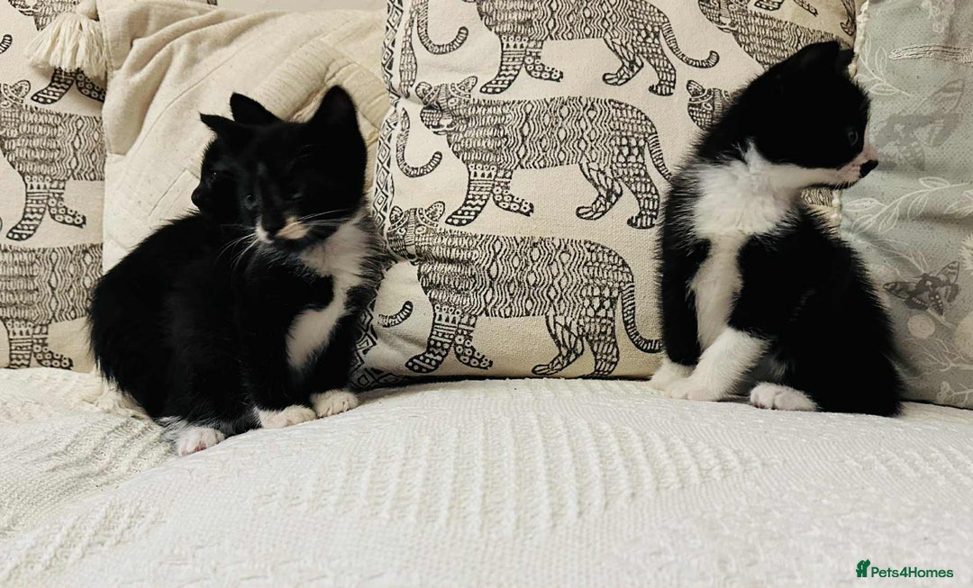 Mixed Breed cats for sale: Kittens  - Image 14