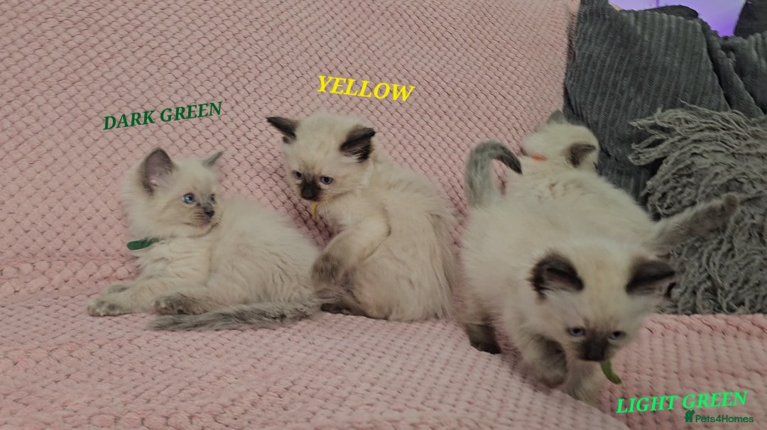 Ragdoll cats for sale: Ragdoll girl chocolate point & blue point - Advert 9
