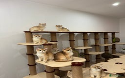 British Shorthair cats for sale: British Shorthair Golden kittens    - Image 23