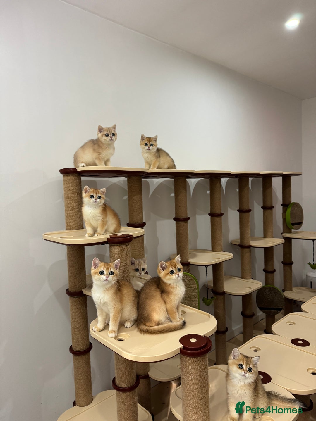 British Shorthair cats for sale: British Shorthair Golden kittens    - Image 23