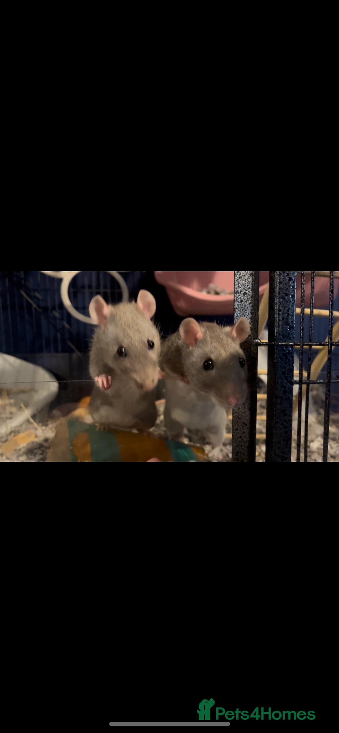 Rat rodents for sale: 4 female rats  - Advert 3