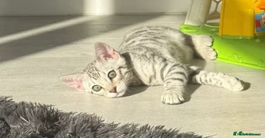 Bengal cats - Advert 13