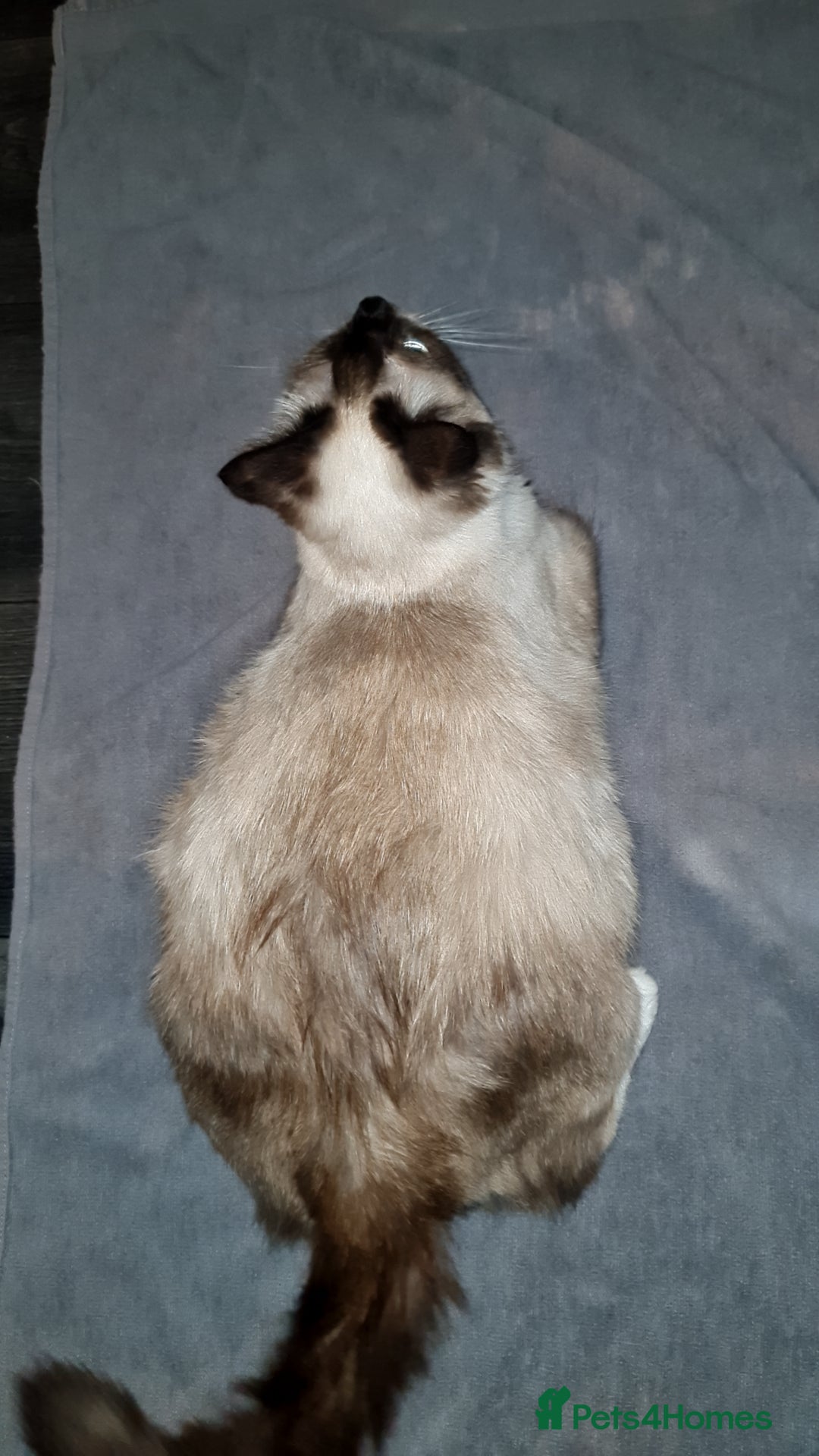 British Shorthair cats for sale: Beautiful cinnamon and blue bsh rahdoll mix  - Advert 2