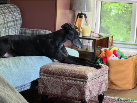 Lurcher dogs BOB, older lurcher needs a new home - Advert 1