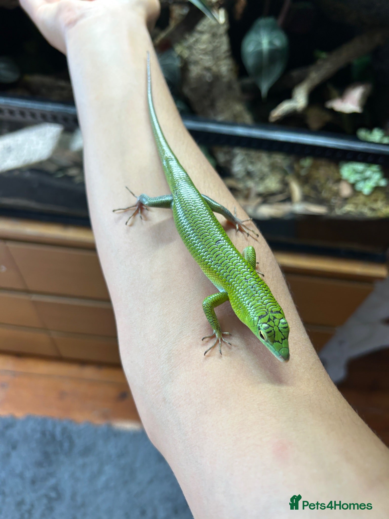 Skink reptiles Emerald Tree Skink 15 month old Male - Advert 2