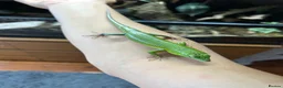 Skink reptiles for sale: Emerald Tree Skink 15 month old Male in Gravesend - Advert 2