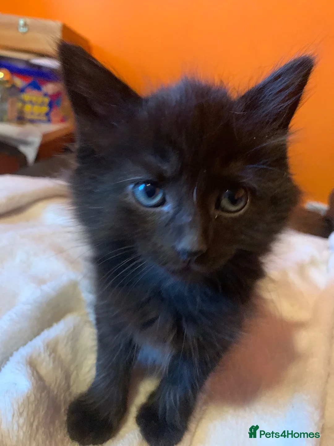 Mixed Breed cats for sale: Two black kittens for sale in Totnes - Advert 2