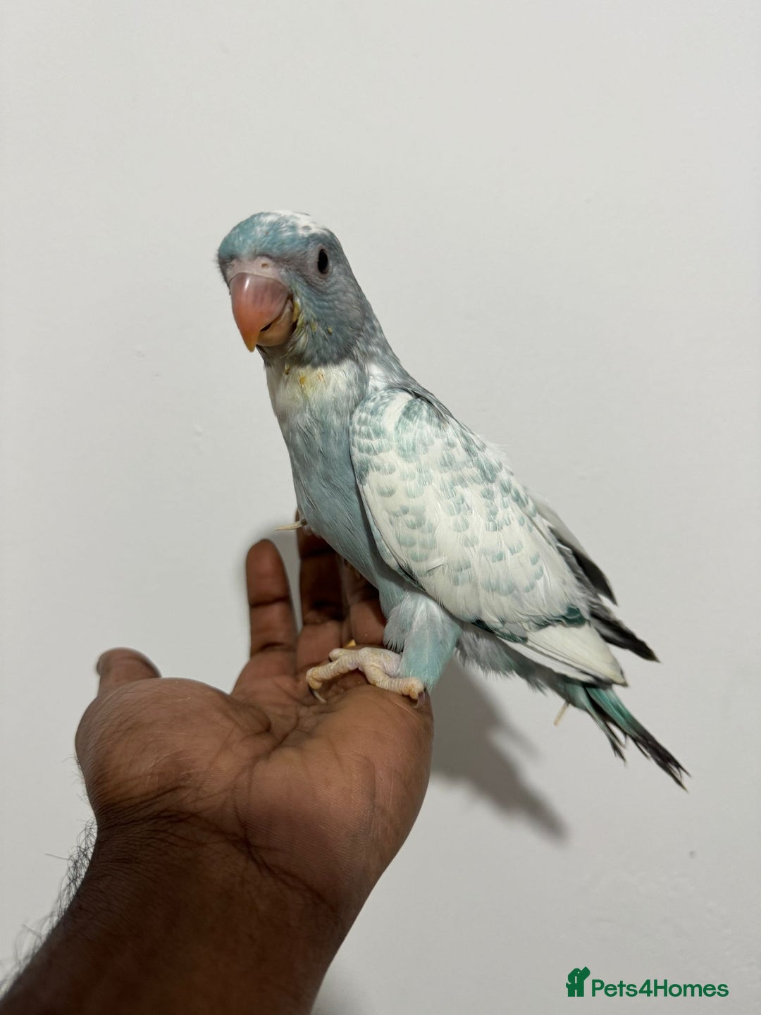 Ringnecks birds for sale: HAND REARED INDIAN RING NECK - Advert 13