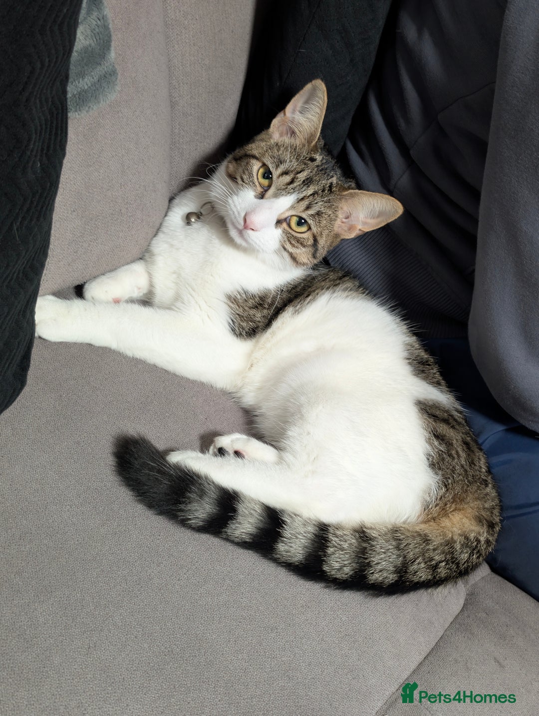 Mixed Breed cats for sale: Tinkerbell is Ready Free to good home! - Image 13