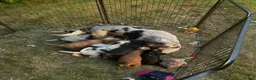 Cocker Spaniel dogs for sale: Stunning KC Reg Show type Cocker Spaniel puppies  - Advert 25