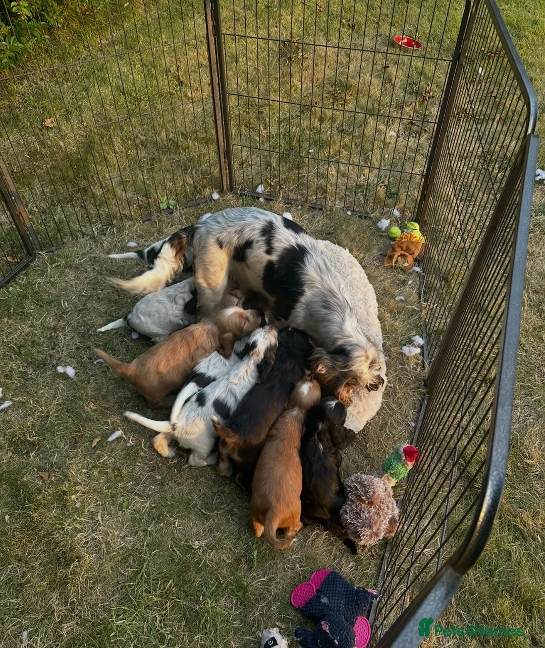 Cocker Spaniel dogs for sale: Stunning KC Reg Show type Cocker Spaniel puppies  - Advert 25