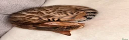 Bengal cats for sale: Adorable kittens for sale - Advert 18
