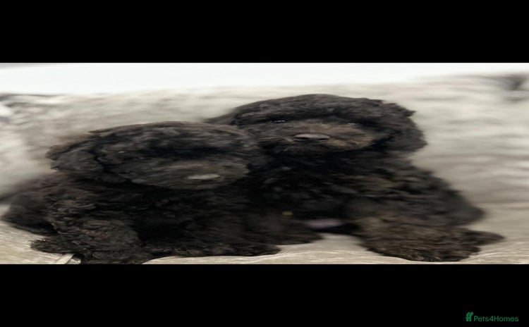 Cavapoo dogs - Advert 2