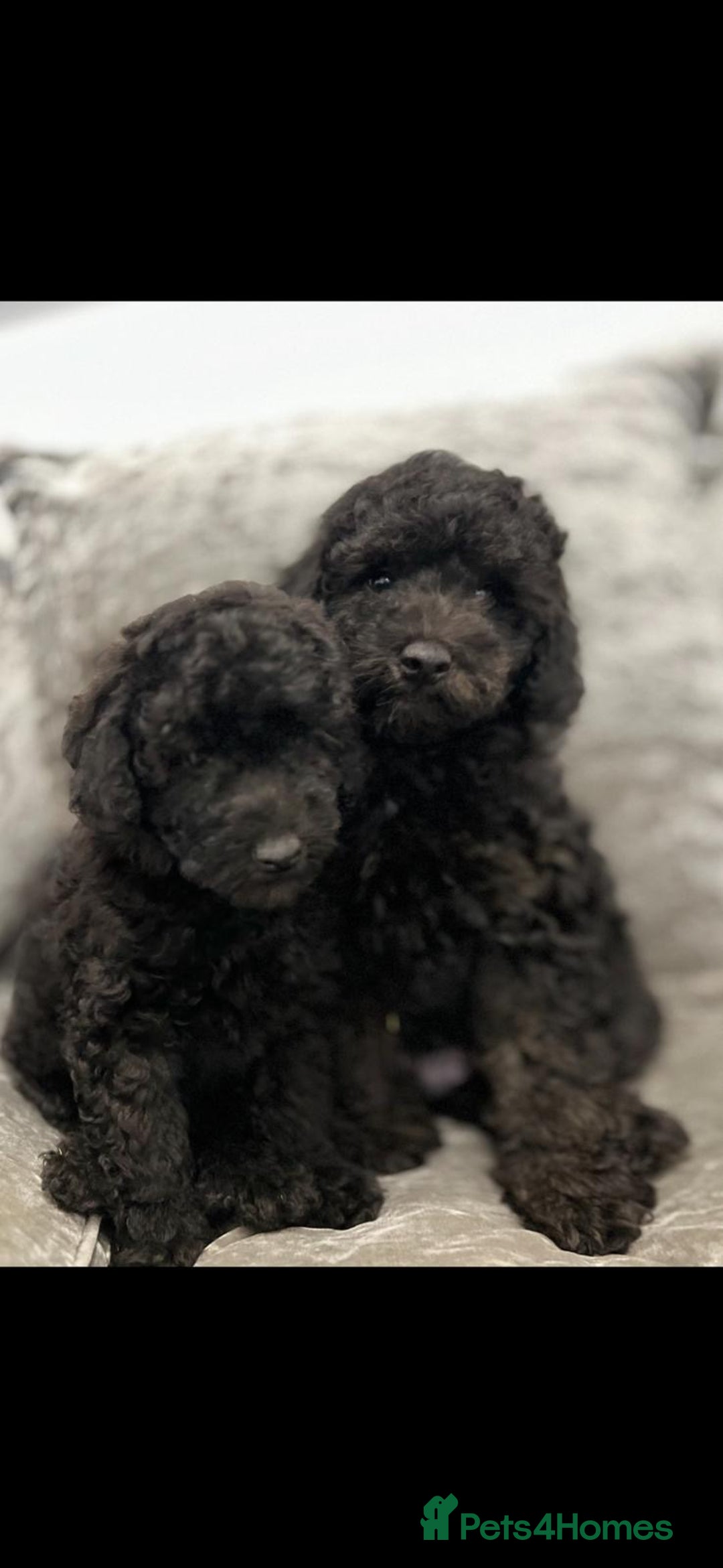 Cavapoo dogs for sale: Cavapoo  - Image 1