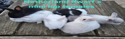 Mixed Breed rabbits for sale: Stunning selection of rabbits - Advert 5