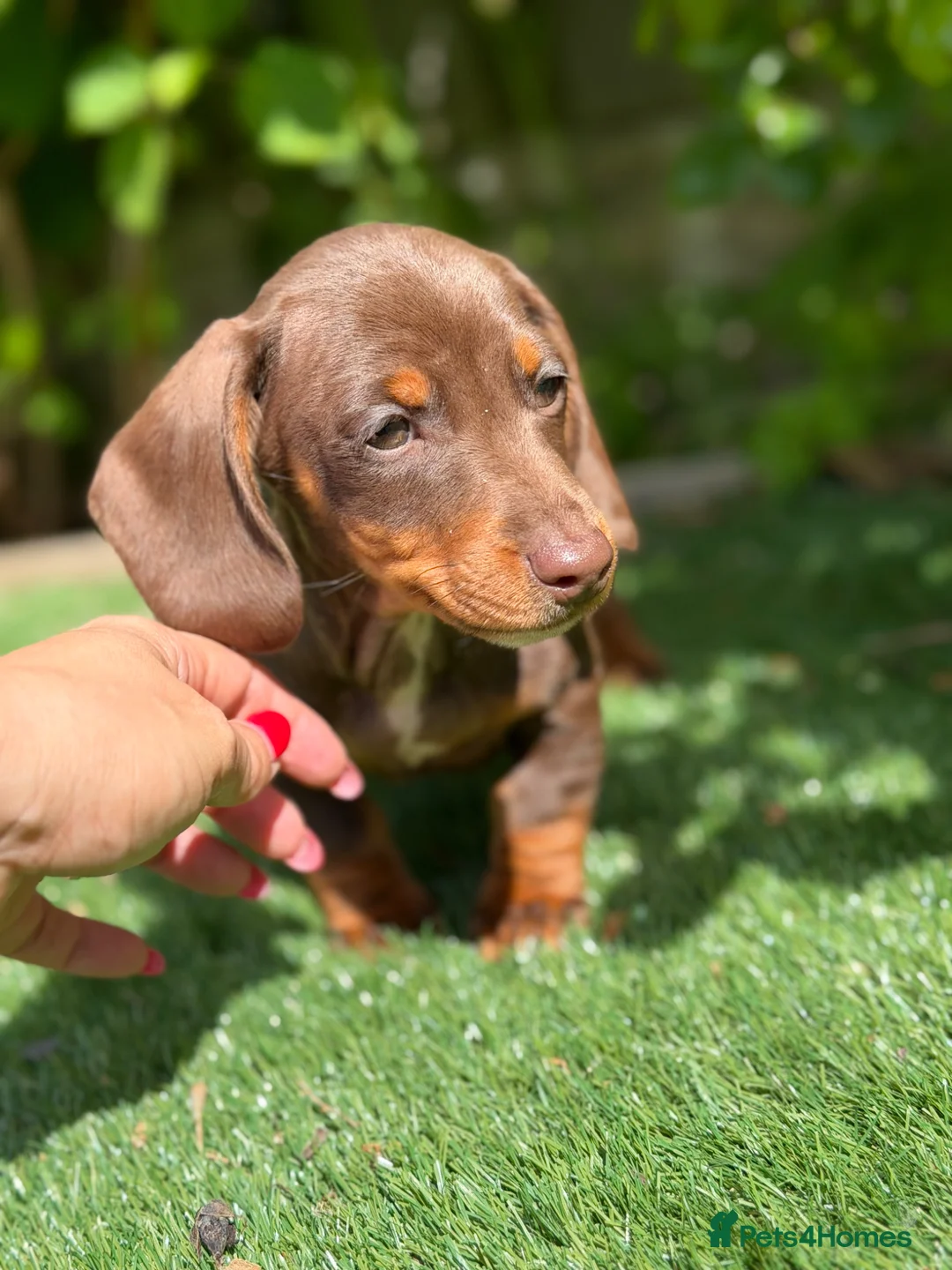 Miniature Dachshund dogs for sale: ⭐️Tiny Health tested mini dachshunds ⭐️ 🦴🐶🐾🐾 - Advert 1