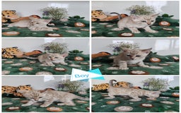 Bengal cats for sale: Bengal cats  - Image 2
