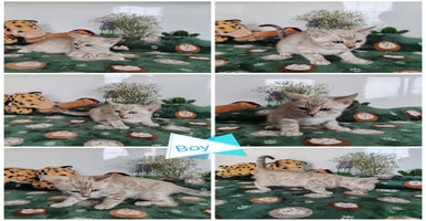 Bengal cats - Advert 8