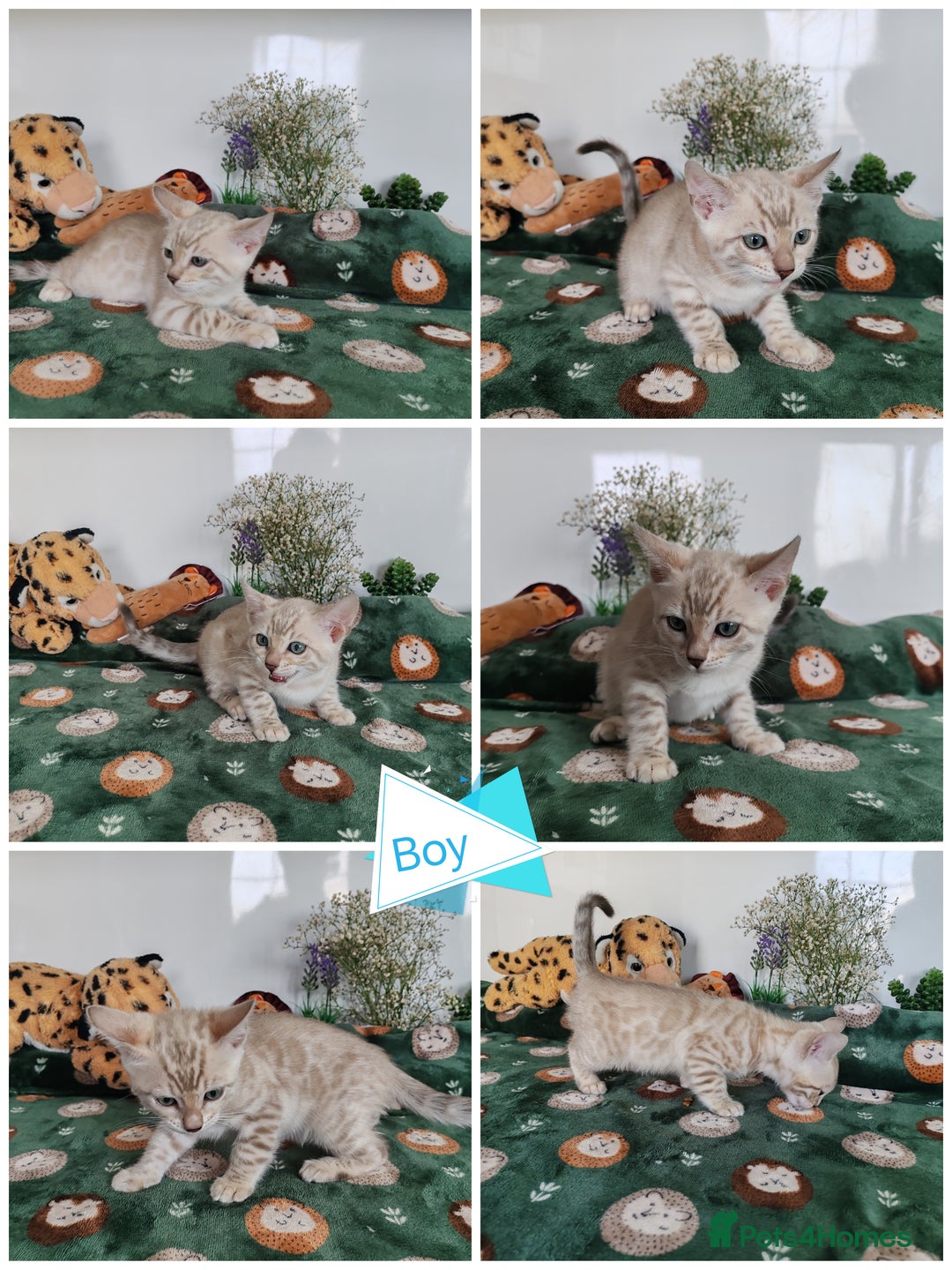 Bengal cats for sale: Bengal cats  - Image 2