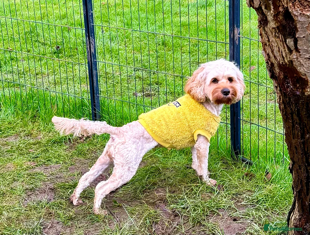 Cavapoo dogs for adoption: 🐾 CARAMEL – Female Cavapoo Neutered - Advert 2