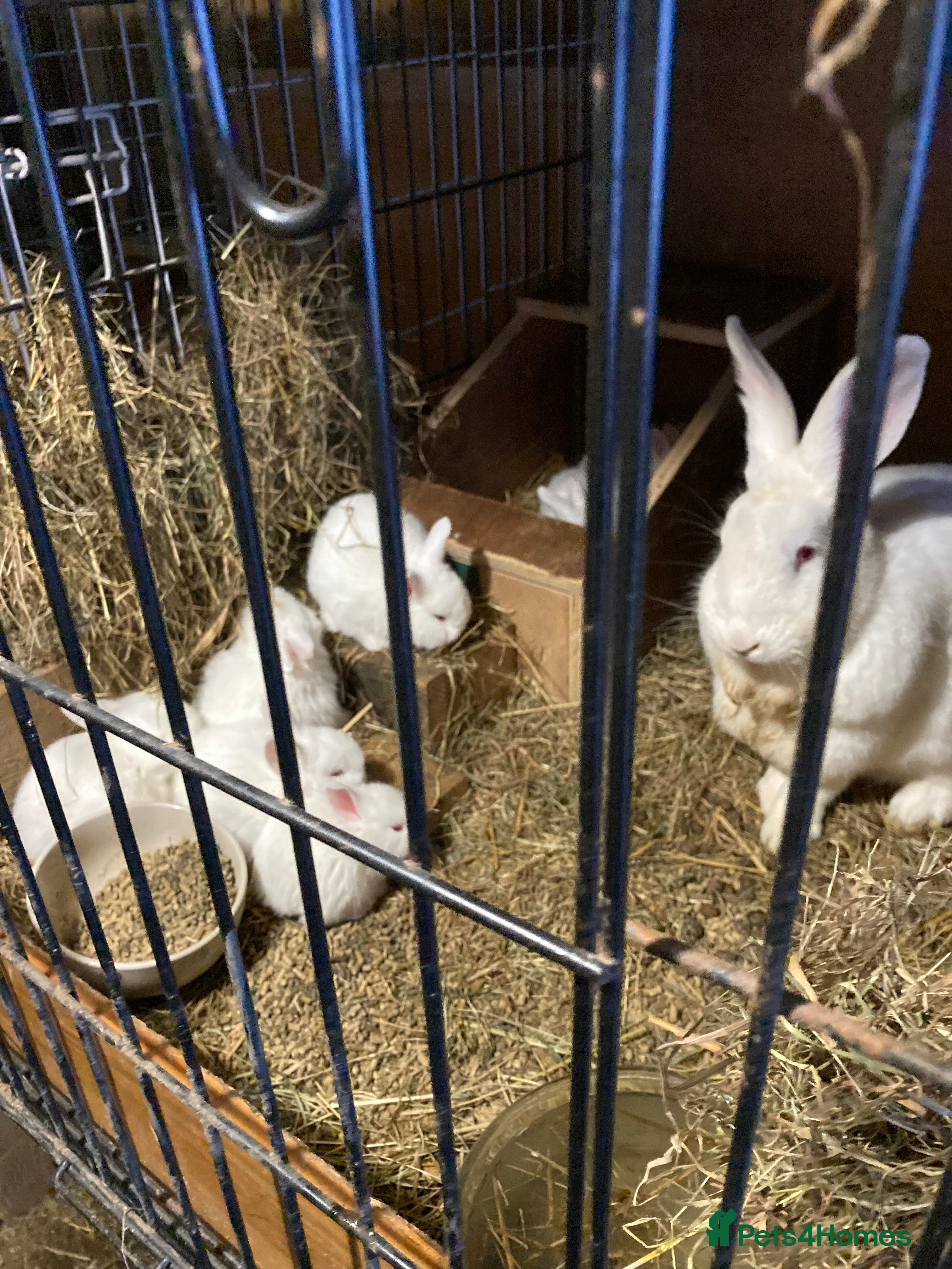 New Zealand rabbits New Zealand whites in Wincanton - Advert 2