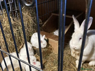 New Zealand rabbits New Zealand whites in Wincanton - Advert 1